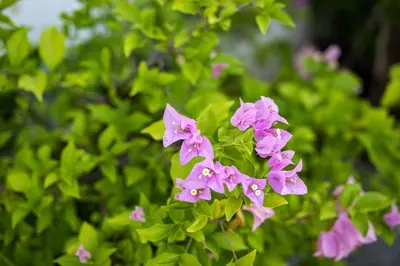a cluster of pink flowers on a green bush at Private Pool Villa Rawai Beach in Rawai Beach