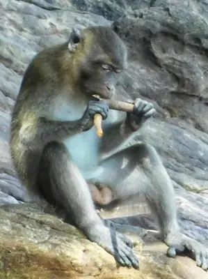 a monkey sitting on a rock smoking a cigarette at Swiss Bonihouse Koh Yao Yai in Ban Phlu Nai