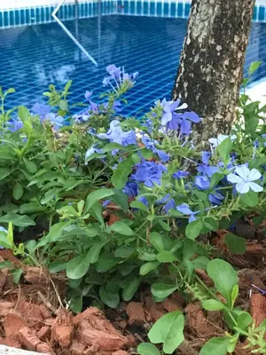 a bed of blue flowers in front of a tree at Master Bedroom with private bathroom and kitchen in Phuket Town