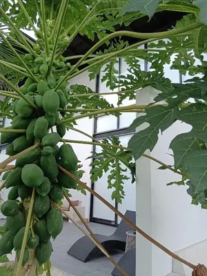 a bunch of green bananas hanging from a plant at Sky Lofts Phuket 2 in Thalang
