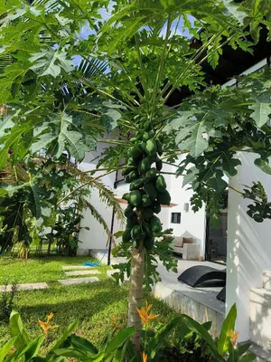 a tree with lots of green fruit hanging from it at Sky Lofts Phuket 2 in Thalang