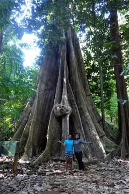 two people standing in front of a large tree at Ban Tha Ton Do Koh Yao noi in Ko Yao Noi