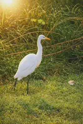 a white bird is standing in the grass at Grand Chalong Family House in Chalong