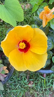 a yellow flower with a red center in the grass at Picha house Kohyaonoi in Ban Laem Sai