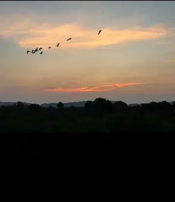a flock of birds flying in the sky at sunset at มัณดาวีต์ คอนโดa in Ban Khlong Son