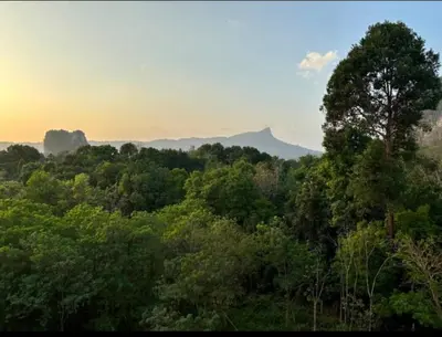 a view of a forest with a tree in the foreground at มัณดาวีต์ คอนโดa in Ban Khlong Son