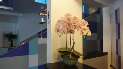 a vase of flowers on a table in a hallway at Siri Hotel Phuket in Phuket Town