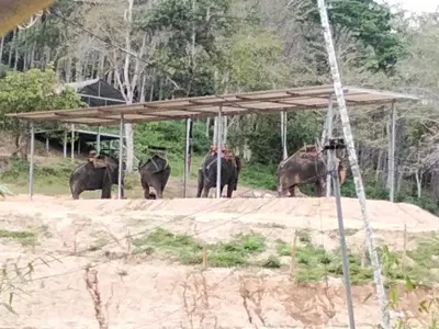 a group of elephants standing under a canopy at Mountain View Resort in Nai Yang Beach