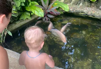 a young child looking at koi fish in a pond at BOUTIQUE-VILLA with Suites & Rooms in Karon Beach