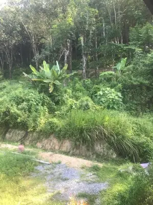 a garden with grass and plants and trees at Cancel in Phang-nga
