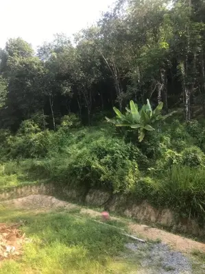 a garden with trees and plants on a field at Cancel in Phang-nga