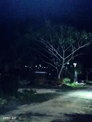 a tree in the middle of a field at night at Koh Yao Yai Resort Ta & Yai ที่พักเกาะยาวใหญ่ตากับยายรีสอร์ท in Ban Lo Pa Ret