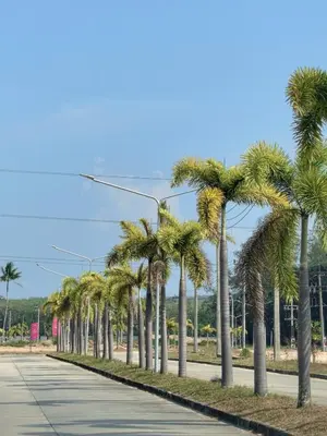 a row of palm trees on the side of a road at 150 square meters 3BR with parking townhouse near golf course, UWC school, Nayang Beach, airport in Ban Muang Mai (1)