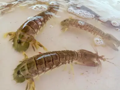 two lobsters sitting on a table with a knife at Patcharin Home Stay in Ko Yao Yai
