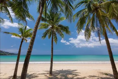 a group of palm trees on a beach at Nature & Serenity - Exclusive Villa-Pavilion P06 in Natural Park Residence near Kamala Beac in Kamala Beach