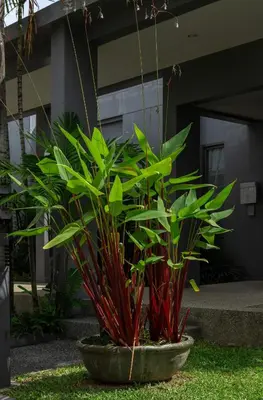 a plant in a pot in front of a building at VILLA Emere Private Pool Nai Harn beach in Nai Harn Beach
