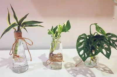 three glass vases with plants in them on a table at Damiya Peaceful House in Ban Bo Dan