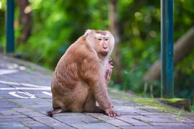 a monkey is sitting on a brick sidewalk at OYO 778 21 Poshtel in Phuket Town