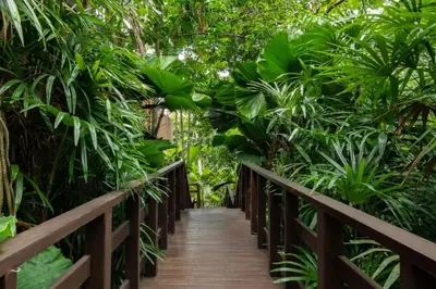 a wooden walkway through a forest of plants at Villa Lydia, Koh Yao Noi in Ko Yao Noi