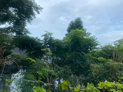 a group of trees with leaves at Christian Apartament in Kata Beach
