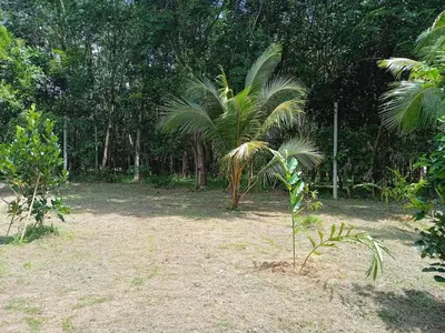 a small palm tree in the middle of a forest at Bang risskee home stay2 in Ko Yao Noi