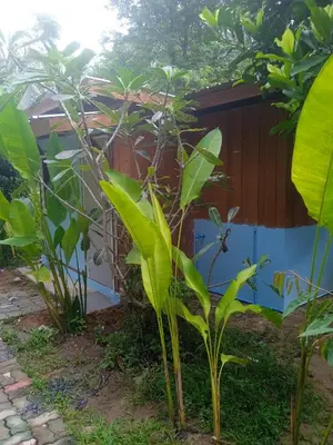 a small tree with green leaves in front of a building at Bang risskee home stay1 in Ko Yao Noi