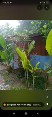a screenshot of a home stay page with a plant at Bang risskee home stay2 in Ko Yao Noi