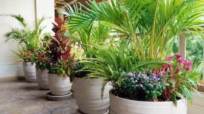 a row of white buckets filled with plants and flowers at \u666e\u5409\u9ad8\u7aef\u5eb7\u517b\u6cf3\u6c60\u522b\u5885 in Layan Beach