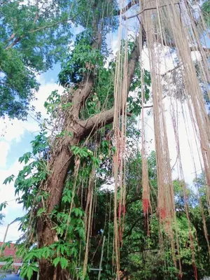 a large tree with vines hanging from it at Kalaland camp tant Patong in Patong Beach