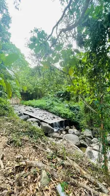 a creek in the middle of a forest with rocks at บ้านสกุลลี-House of Lee in Ban Huai Sai