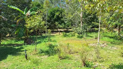 a lush green field with trees and grass at Meesaeng Homestay in Thalang