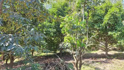 a group of trees in a forest with leaves at Meesaeng Homestay in Thalang
