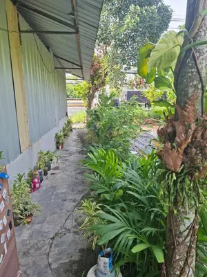 a garden with plants on the side of a building at Budget Place Homestay-Solo Traveler in Ban Dan