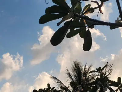 a branch of a tree with leaves and a cloudy sky at EnDanni Home in Ban Phak Chit