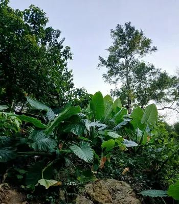 a bunch of green plants with trees in the background at Kalaland in Patong Beach