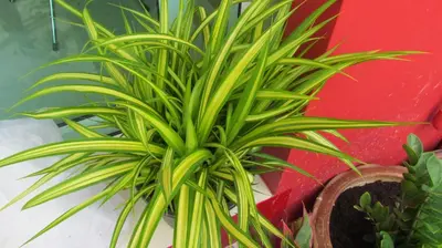 a plant in a pot next to a red wall at La Piccola Patong in Patong Beach
