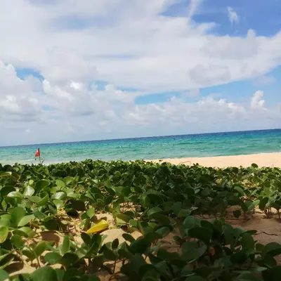a field of plants on a beach with the ocean at Kata S. T. House in Kata Beach