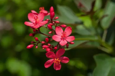 a group of red flowers on a plant at Deevana Patong Resort & Spa in Patong Beach