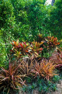 a garden with many different types of plants at Ongsa House in Bang Tao Beach