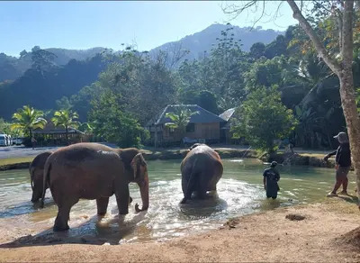 a group of elephants standing in the water at Perfect 2br Pool Villa In Residence Bangtao Beach4 in Bang Tao Beach