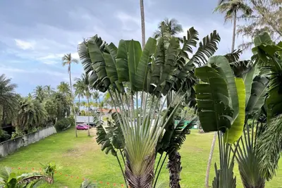 a palm tree with large green leaves in a yard at Studio at Kris Condo walk to Bangtao beach 2304 in Bang Tao Beach