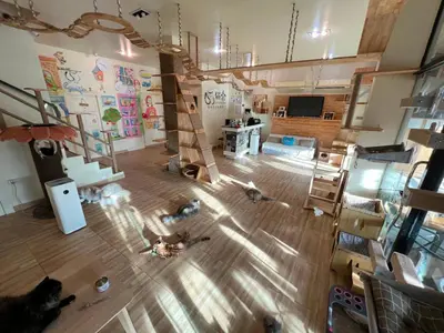 an aerial view of a living room with cats on the floor at Cat Story Hotel in Patong Beach