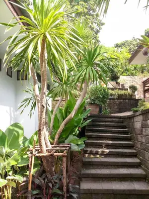 a set of stairs with palm trees in a garden at Kata Tranquil Villa - SHA Plus in Karon Beach