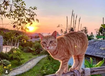 a cat standing on a fence with the sunset in the background at Jaiyen Eco Resort in Ko Yao Noi