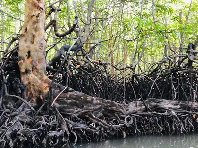 a tree with exposed roots in a forest at Jamesbond Bungalow Koh Panyee in Ko Panyi