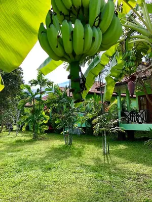 a bunch of bananas hanging from a banana tree at Anacar Bungalows in Krabi town