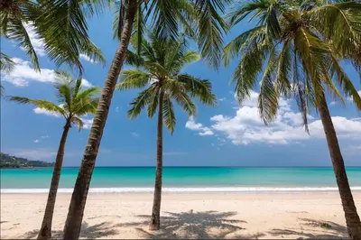 two palm trees on a beach with the ocean at Modern Pool Villa Dalaa 7 in Kamala Beach