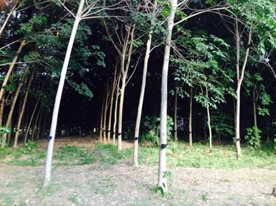 a group of trees in a field of grass at Mr Bao Homestay & Bungalows in Ko Yao Noi