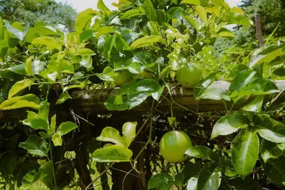 a bunch of green apples hanging from a tree at Hillhouse - Koh Yao Noi in Ko Yao Noi