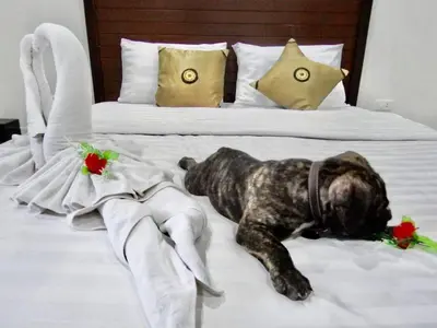 a dog laying on top of a bed at Vivi Boutique Room Hotel SHA Plus in Rawai Beach